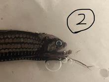 画像をギャラリービューアに読み込む, ワニトカゲギス