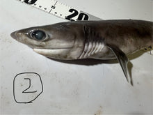 画像をギャラリービューアに読み込む, 【-60度】エドアブラザメ2025.10.29