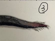 画像をギャラリービューアに読み込む, ワニトカゲギス