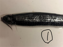 画像をギャラリービューアに読み込む, ワニトカゲギス