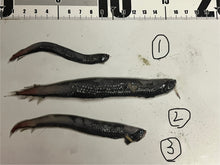 画像をギャラリービューアに読み込む, ワニトカゲギス【2025.1.22】