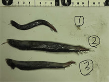 画像をギャラリービューアに読み込む, ワニトカゲギス【2025.1.22】