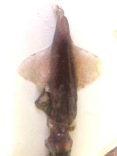 画像をギャラリービューアに読み込む, イカセット【2024.10.13採取】