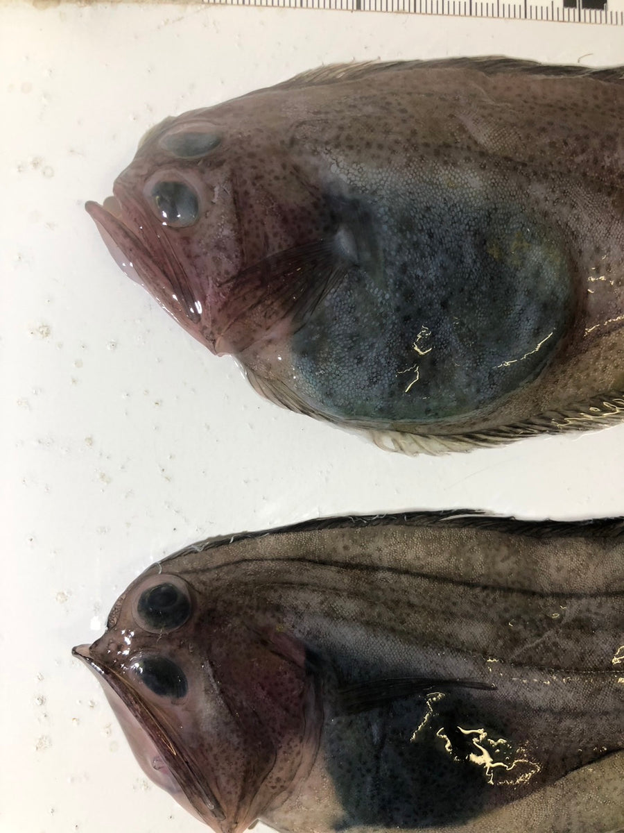 60度】ザラガレイ2種 – 深海魚直送便