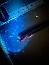 画像をギャラリービューアに読み込む, ワニトカゲギス【2025.1.22】