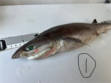 画像をギャラリービューアに読み込む, 【-60度】エドアブラザメ2025.10.29