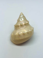 画像をギャラリービューアに読み込む, 冷凍ヘンテコ深貝便(採取地記載)約1㎏【予約受付】