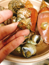 画像をギャラリービューアに読み込む, 冷凍ヘンテコ深貝便(採取地記載)約1㎏【予約受付】