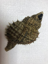 画像をギャラリービューアに読み込む, 冷凍ヘンテコ深貝便(採取地記載)約1㎏【予約受付】