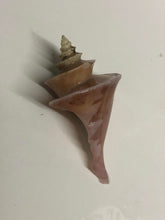 画像をギャラリービューアに読み込む, 冷凍ヘンテコ深貝便(採取地記載)約1㎏【予約受付】