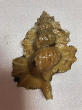 画像をギャラリービューアに読み込む, 冷凍ヘンテコ深貝便(採取地記載)約1㎏【予約受付】