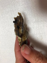 画像をギャラリービューアに読み込む, 冷凍ヘンテコ深貝便(採取地記載)約1㎏【予約受付】