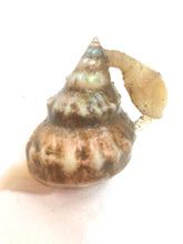 画像をギャラリービューアに読み込む, 冷凍ヘンテコ深貝便(採取地記載)約1㎏【予約受付】