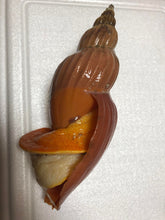 画像をギャラリービューアに読み込む, 冷凍ヘンテコ深貝便(採取地記載)約1㎏【予約受付】