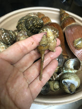 画像をギャラリービューアに読み込む, 冷凍ヘンテコ深貝便(採取地記載)約1㎏【予約受付】