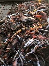 画像をギャラリービューアに読み込む, ヘンテコ深海魚便(食べられません)9月中ばより随時発送予定