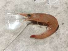 画像をギャラリービューアに読み込む, 【予約受付】冷凍海老の選別キット(-60度)