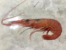 画像をギャラリービューアに読み込む, 【予約受付】冷凍海老の選別キット(-60度)