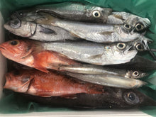 画像をギャラリービューアに読み込む, 深海魚直送便(食べて楽しむ)10月より発送予定