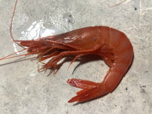 画像をギャラリービューアに読み込む, 【予約受付】冷凍海老の選別キット(-60度)