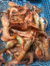 画像をギャラリービューアに読み込む, 【予約受付】冷凍海老の選別キット(-60度)