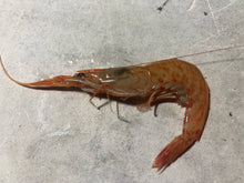 画像をギャラリービューアに読み込む, 【予約受付】冷凍海老の選別キット(-60度)