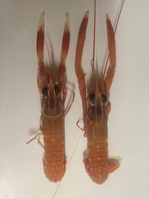 画像をギャラリービューアに読み込む, 【予約受付】冷凍海老の選別キット(-60度)