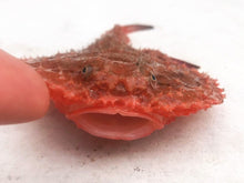 画像をギャラリービューアに読み込む, ヘンテコ深海魚便(食べられません)9月中ばより随時発送予定