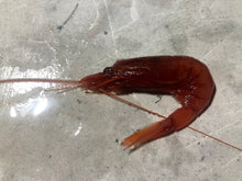 画像をギャラリービューアに読み込む, 【予約受付】冷凍海老の選別キット(-60度)