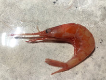 画像をギャラリービューアに読み込む, 【予約受付】冷凍海老の選別キット(-60度)