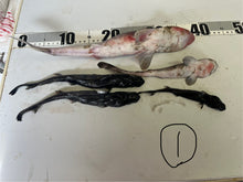 画像をギャラリービューアに読み込む, サメ詰め合わせセット【2025.11.4】
