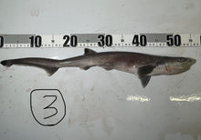 画像をギャラリービューアに読み込む, 【-60度】エドアブラザメ2025.10.29
