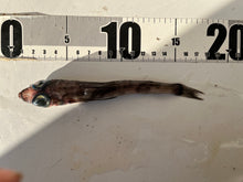 画像をギャラリービューアに読み込む, アオメエソの仲間
