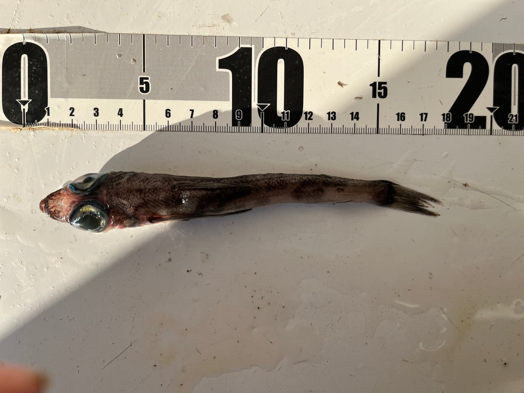 アオメエソの仲間