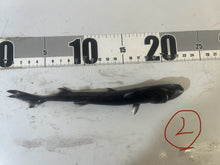 画像をギャラリービューアに読み込む, 2025.11.15 カラスザメ
