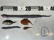 画像をギャラリービューアに読み込む, おすすめ深海魚5匹セット【2025.10.16】
