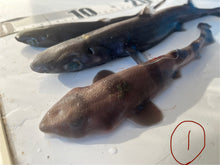 画像をギャラリービューアに読み込む, 2025.11.13 サメセット
