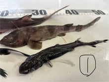 画像をギャラリービューアに読み込む, サメ詰め合わせセット【2025.11.4】
