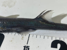 画像をギャラリービューアに読み込む, 【-60度】2025.11.11ギンザメ属、フジクジラセット
