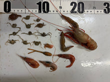 画像をギャラリービューアに読み込む, 【-60度】エビ🦐カニ🦀セット2026.5.7

