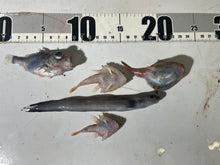 画像をギャラリービューアに読み込む, おすすめ深海魚5匹セット【2025.10.16】
