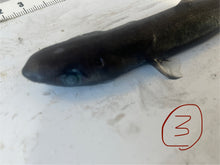 画像をギャラリービューアに読み込む, 2025.11.15 カラスザメ
