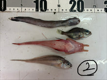 画像をギャラリービューアに読み込む, -60度深海魚セット【2026.3.10】
