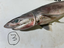 画像をギャラリービューアに読み込む, 【-60度】エドアブラザメ2025.10.29
