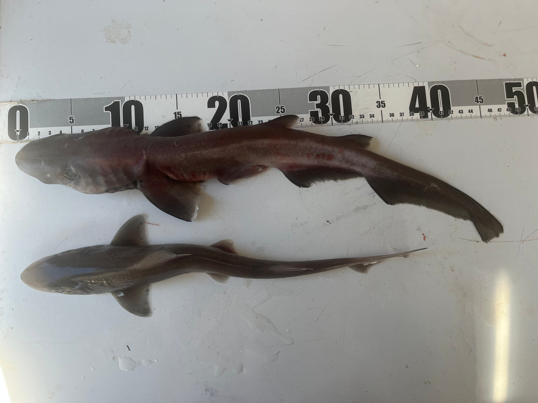 ヘラザメ属とホシザメ