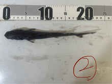 画像をギャラリービューアに読み込む, 2025.11.15 カラスザメ
