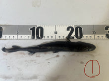 画像をギャラリービューアに読み込む, 2025.11.15 カラスザメ
