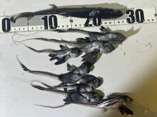 画像をギャラリービューアに読み込む, 【-60度】2025.11.11ギンザメ属、フジクジラセット
