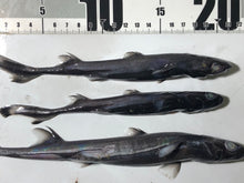 画像をギャラリービューアに読み込む, 【-60度】カラスザメ属3匹セット
