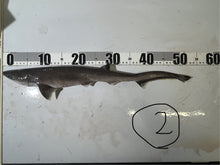 画像をギャラリービューアに読み込む, 【-60度】エドアブラザメ2025.10.29
